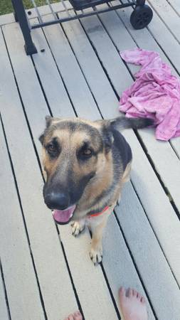 Doggy needs new home (West Fork)