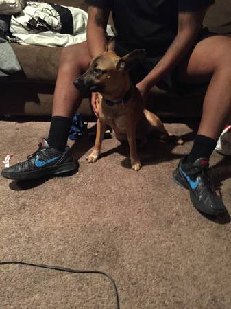 Dogs for sale (Lewisville)