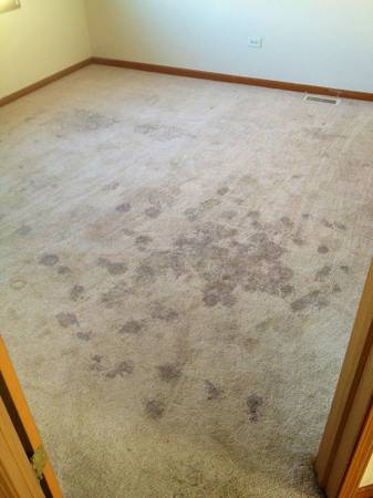 Dont rent the Rug Doc. Let me professionaly clean your carpets (DOWNERS GROVE AND SURROUNDING)