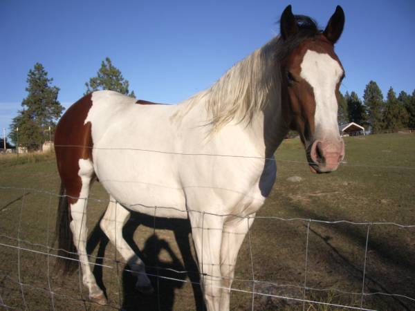 Draft Cross , BelgianQuarter Horse (Kalispell , Mt)