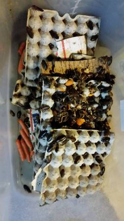 Dubia Roaches Conloy for sale (Newark)