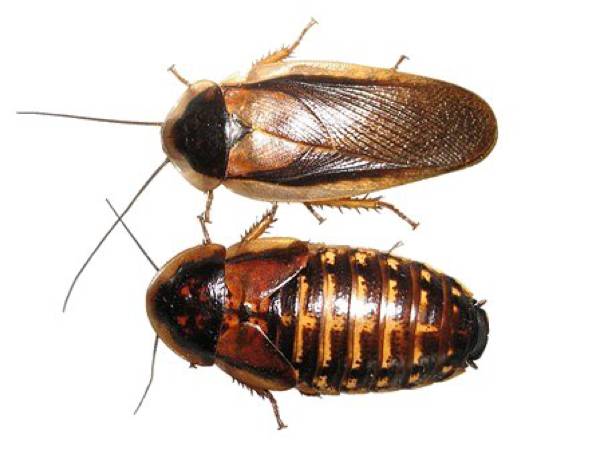 dubia roaches live feeder