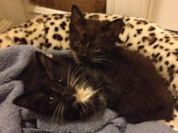 Duncan and Drake beautiful black and white tuxedo kittens needs home (north fort worth)