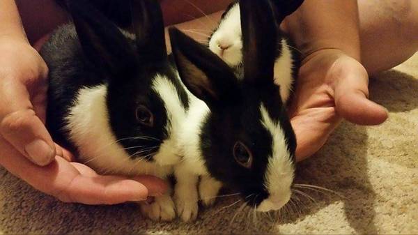 Dutch bunnies (Overton)