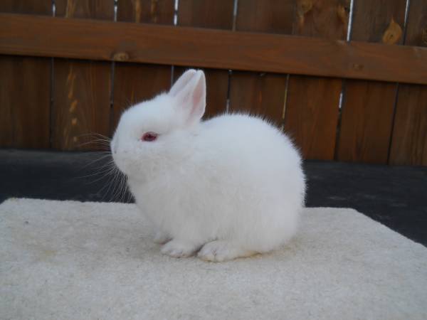 DWARF BUNNY (MEDINA CO.)