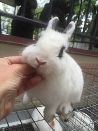 Dwarf Hotot (Boise)