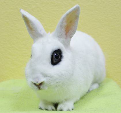 Dwarf Hotot Bunny (Benbrook)