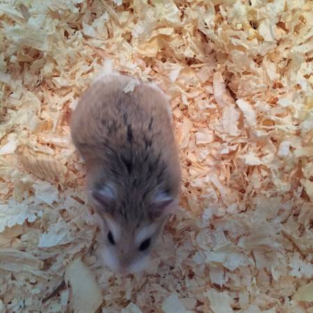 Dwarf robo hamster (Gulfport)