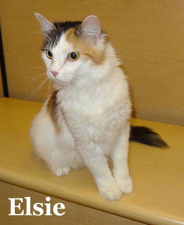 Elsie, Gorgeous Calico Medium Hair (Petsmart Rogers AR)