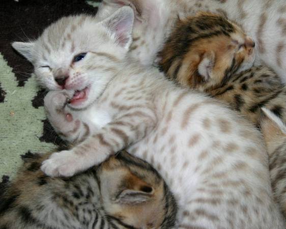 Energetic Bengal Kittens