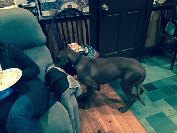 Energetic dog need forever home (Cumberland)