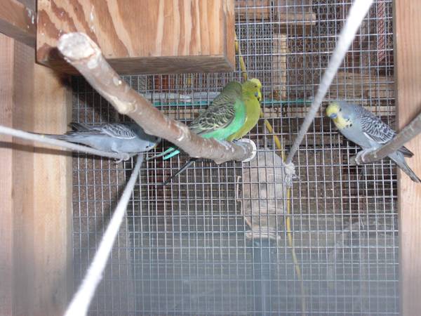 English Budgies (Glendale)