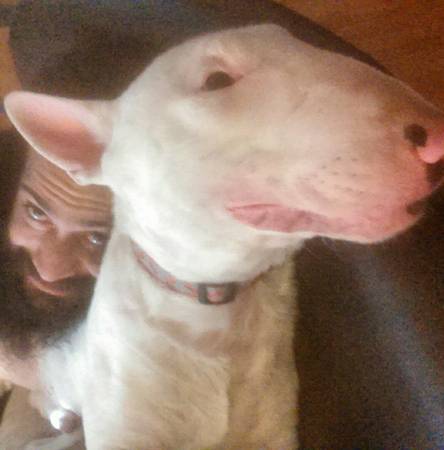 English bull terrier male (hollywood, north hollywood)