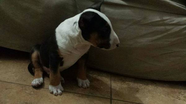 English Bull Terrier Puppy (Las Vegas)