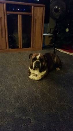 ENGLISH BULLDOG (Dry ridge ky)