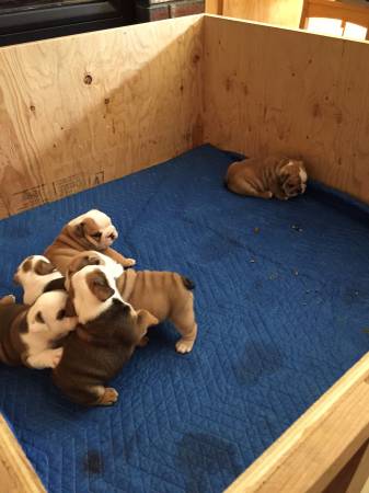 English Bulldog Puppies (Coventry)