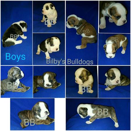 English Bulldog Puppies (Ft Wright)