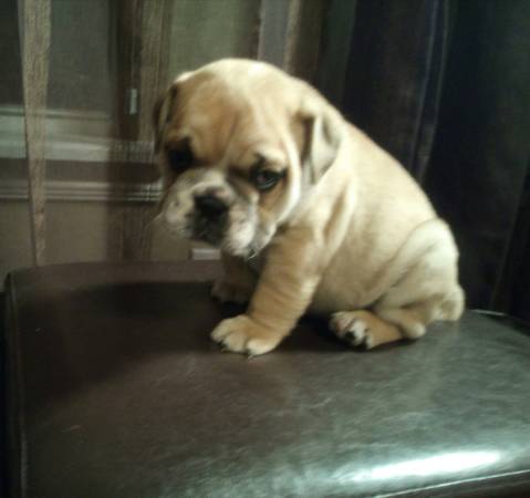 English bulldog puppies (Midwest city)