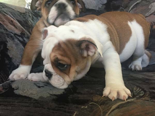 English Bulldog Puppies (New Orleans, LA)