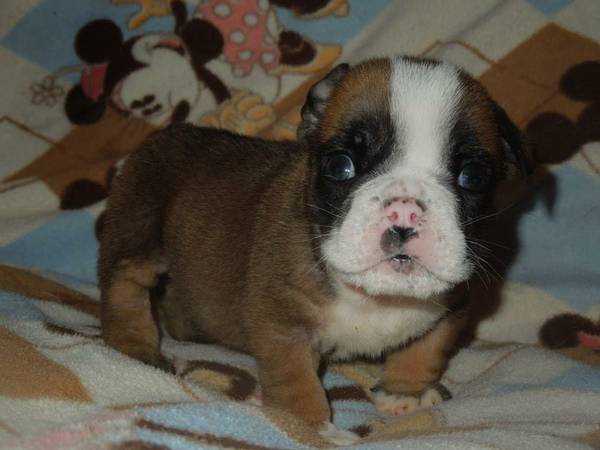 English Bulldog Puppies (Rawlins, WY)