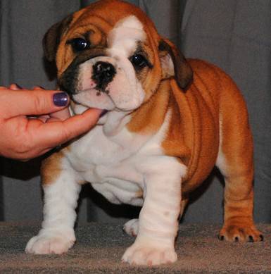 English Bulldog Ready for their new home