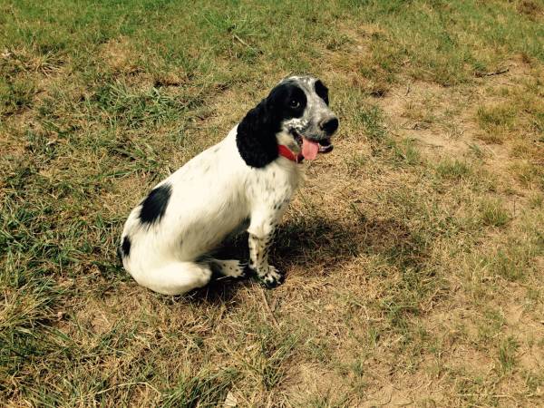 English Cocker Spaniel (Allen Ok)