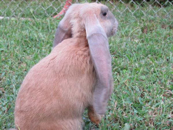 English Lop Buck (Bates City Mo)