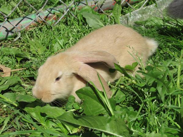 English Lop English Angora mix bunnys (Odessa Mo)