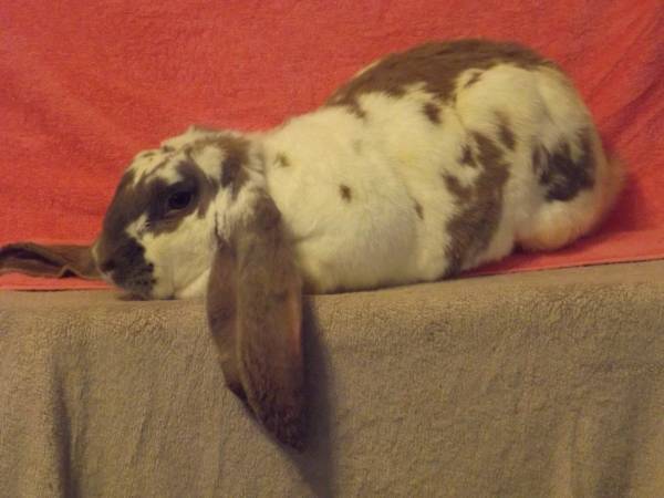 ENGLISH LOP MALE (KENOSHA)