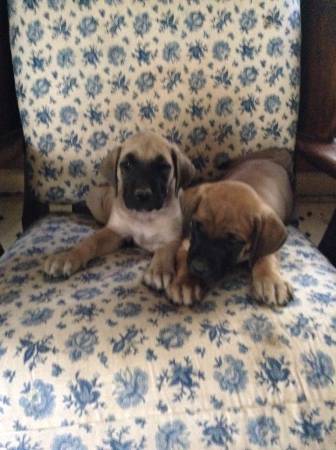 English mastiff puppies