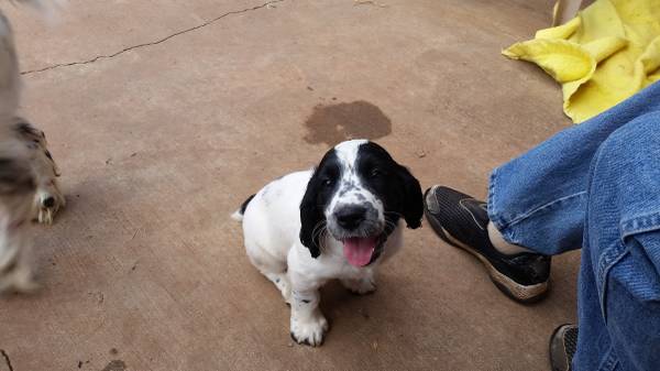 English springer spaniel