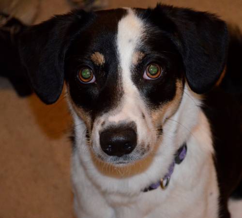 Eva, sweet young border collie mix (Raleigh)