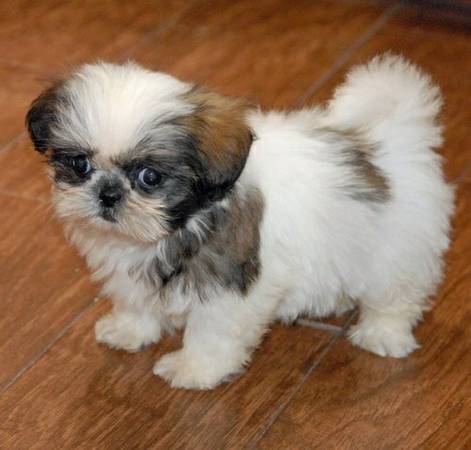 Ever cute doll baby Shih Tzu Puppy (1388 Staley Rd, Grand Island, NY14072 H)