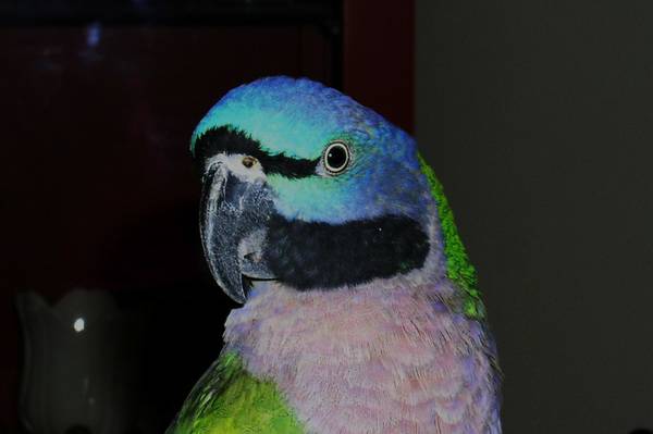 Exotic Talking Parrot for rehoming (stone mtn.)