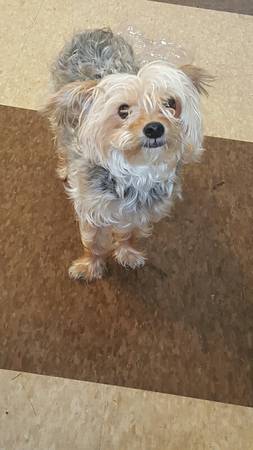 Extremely playful, friendly, lovable Yorkie (E.55th area)