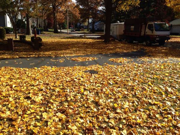 FALL CLEANUP, LEAVES REMOVAL BRAINTREE QUINCY WEYMOUTH ABINGTON AVON (Hingham,Marshfield, COHASSEt,Norwell,han)