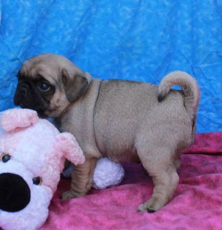Family Raised Fawn Pug Puppy Ready For Adoption.
