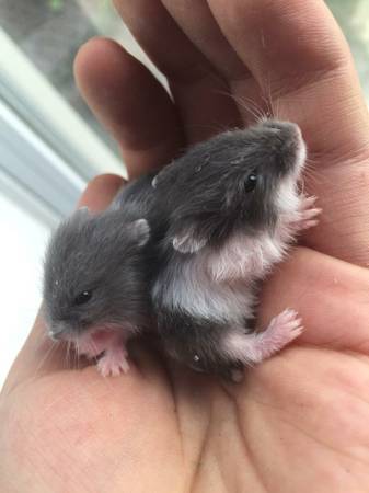 Fancy dwarf hamsters (Philadelphia)