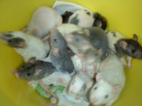 Fancy Pet Rat Babies