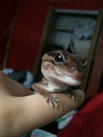 Fat Tailed Gecko  AccesoriesSubstrateCage for 100 rehoming (Wasilla)