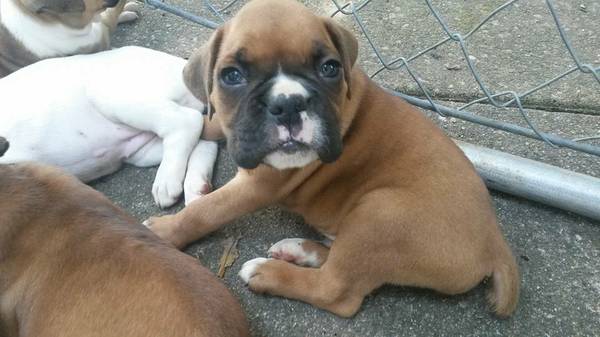Fawn Boxer Puppies. (Wright City, MO)