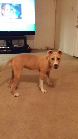 Fawn Colored Female Pitt (Arlington)