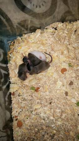 feeder mice pinkies fuzies and hoppers (kuna)