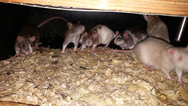 Feeder Rats (45th and post oad)