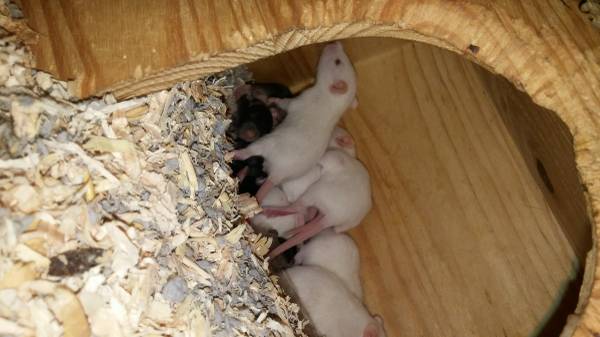 feeders or petsrats for sale pinkies and small size also one medium (ada county)