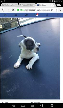 Female 8wk pit bull puppy (Nkc)