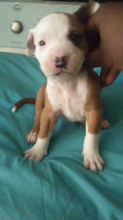 Female American Pit Puppy for Adoption 250 obo (northeast columbia)