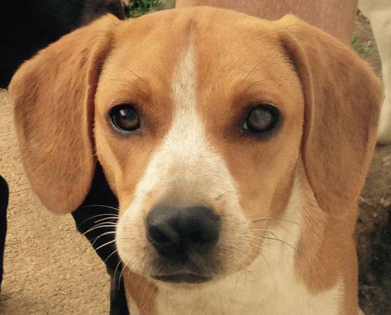 Female Beagle mix