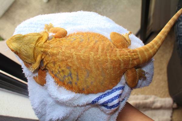 Female Bearded Dragon adult 150 (Orlando)