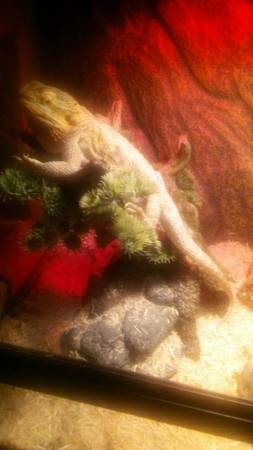 female bearded dragon (council bluffs)